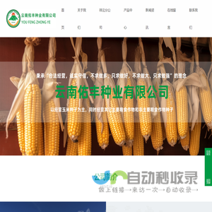 云南佑丰种业有限公司  是一家具有育、繁、推功能生产、加工包装、销售一体化的民营科技型种业公司。